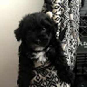 Meet your Posher, Dianne